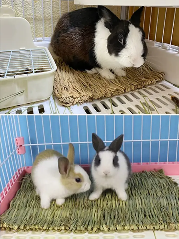 Tapis d'herbe pour lapins