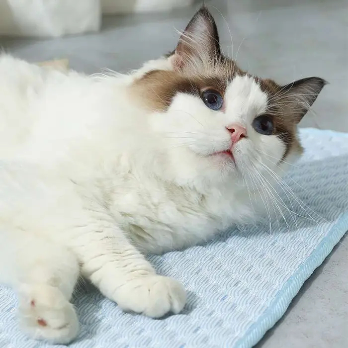 Tapis rafraîchissant pour chat