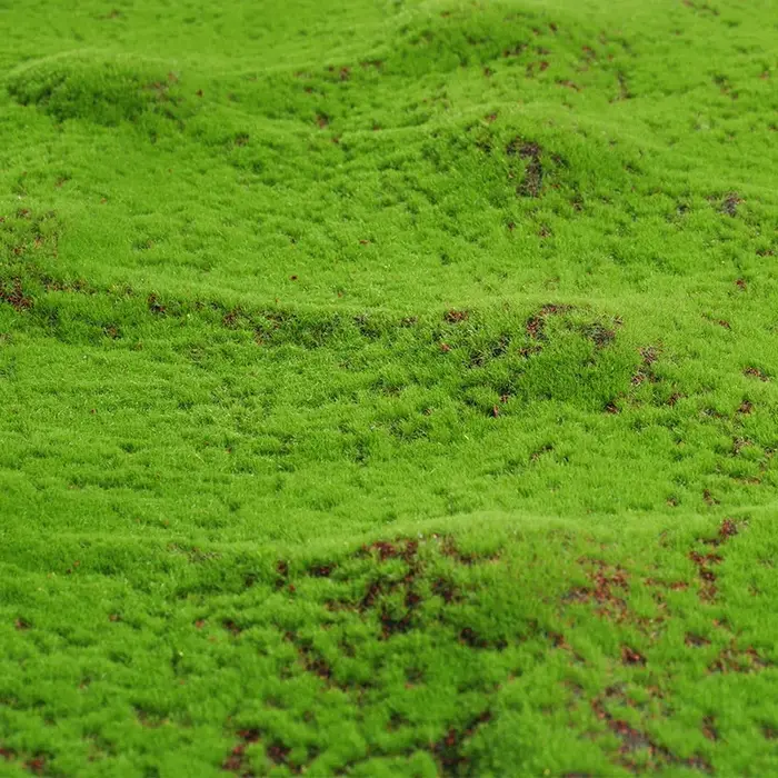 Tapis d'herbe artificielle 50x50cm