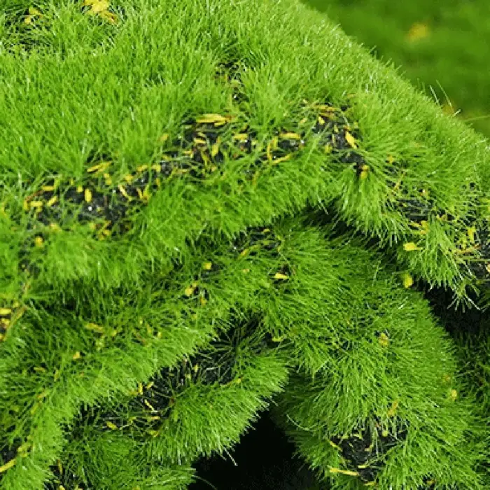 Tapis d'herbe extérieur bricolage faux mousse gazon